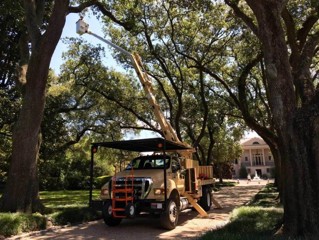 Affordable Tree Service St. Louis